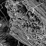 biochar via electron microscopy